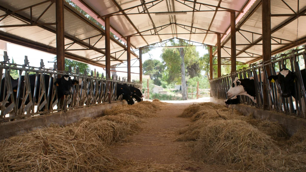 Bâtiments agricoles : étable